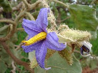 Flor da lobeira. Foto: Wikipedia.