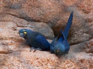 Arara-azul-de-Lear**