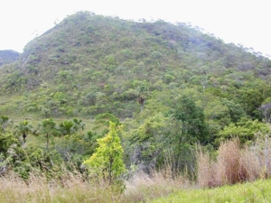 Cerrado. Pirenópolis, GO. Wikipedia