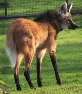 Lobo guará. Foto: Wikipedia