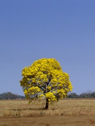 Ipê. Foto: Leonardo "Leguas" Carvalho. Wikipedia