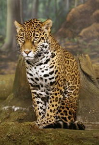 Jaguar. Photo: Cburnett/Wikimedia