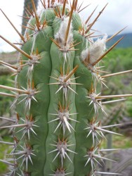 Mandacaru cactus****