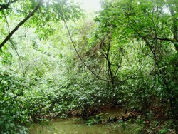 Mata Atlântica, Ipatinga, MG