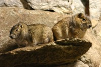 Rock cavy***