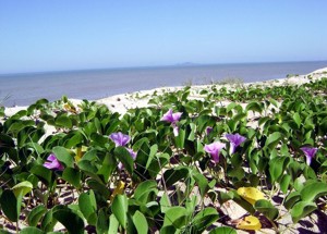 Parque Nacional da Restinga de Jurubatiba (6)