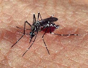 Aedes aegypti(2)